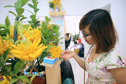Phật thủ bonsai đẹp có giá lên đến cả chục triệu