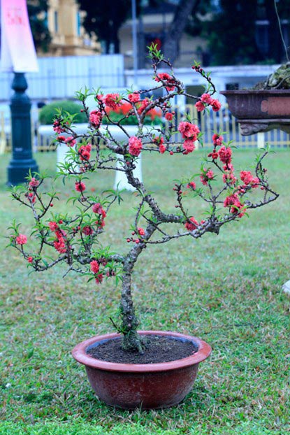 chiem nguong dao tien vua gia 160 trieu choi tet - 11