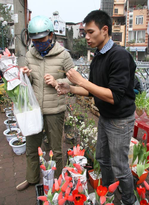 tulip viet gia 30 nghin hut nguoi mua - 3
