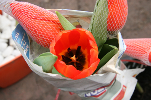tulip viet gia 30 nghin hut nguoi mua - 2