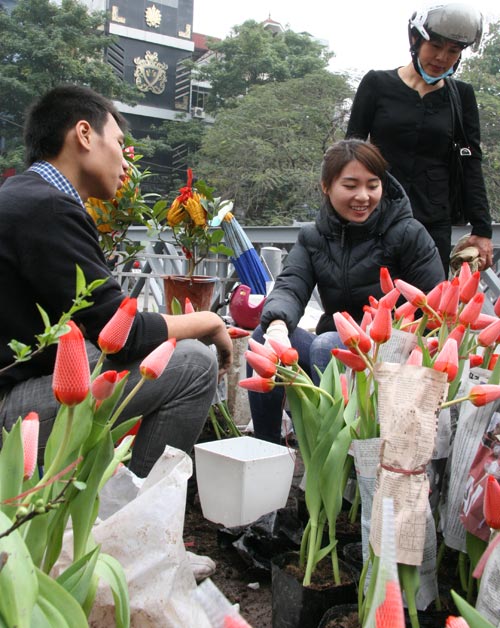 tulip viet gia 30 nghin hut nguoi mua - 4