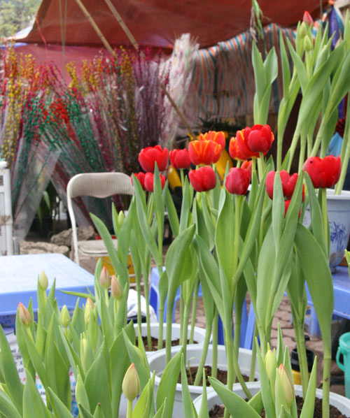 tulip viet gia 30 nghin hut nguoi mua - 1
