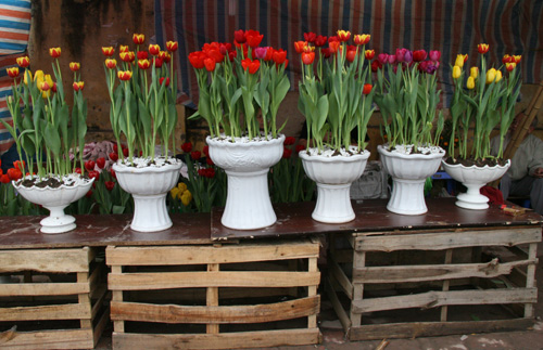 tulip viet gia 30 nghin hut nguoi mua - 6