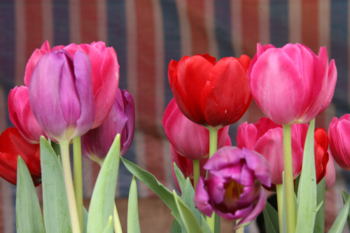 tulip viet gia 30 nghin hut nguoi mua - 11
