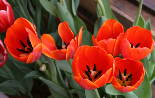 tulip viet gia 30 nghin hut nguoi mua - 12