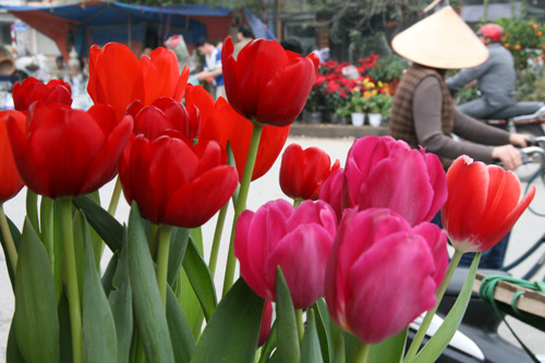 tulip viet gia 30 nghin hut nguoi mua - 7