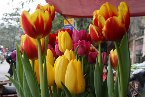 tulip viet gia 30 nghin hut nguoi mua - 8