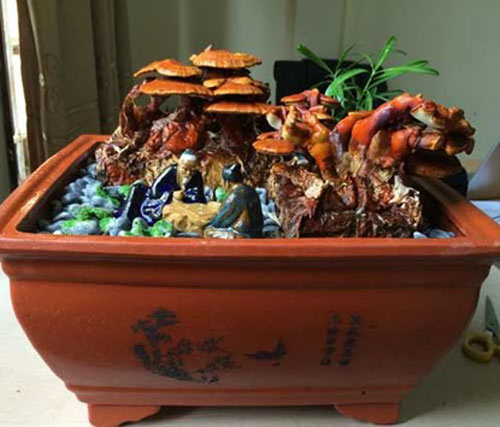 “diem mat” nhung cay canh bonsai hut tien dip tet at mui - 1