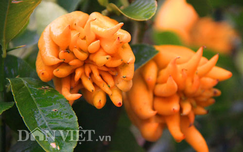 “diem mat” nhung cay canh bonsai hut tien dip tet at mui - 11