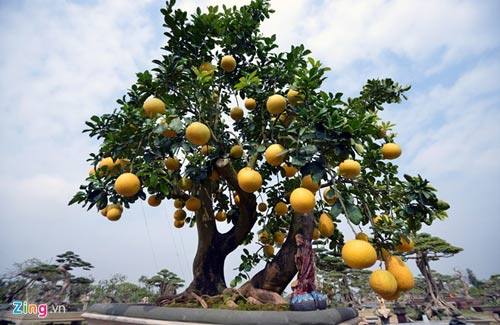 “diem mat” nhung cay canh bonsai hut tien dip tet at mui - 12