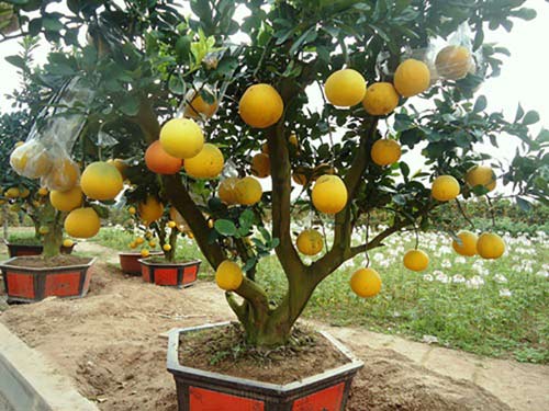 “diem mat” nhung cay canh bonsai hut tien dip tet at mui - 13