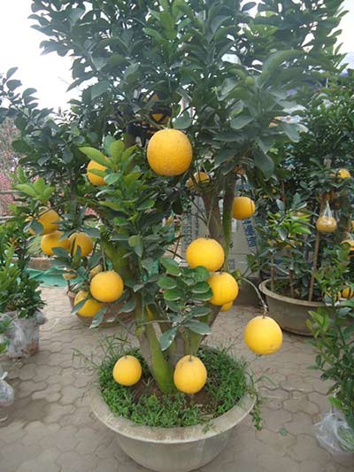 “diem mat” nhung cay canh bonsai hut tien dip tet at mui - 14