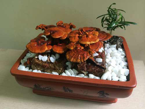 “diem mat” nhung cay canh bonsai hut tien dip tet at mui - 2