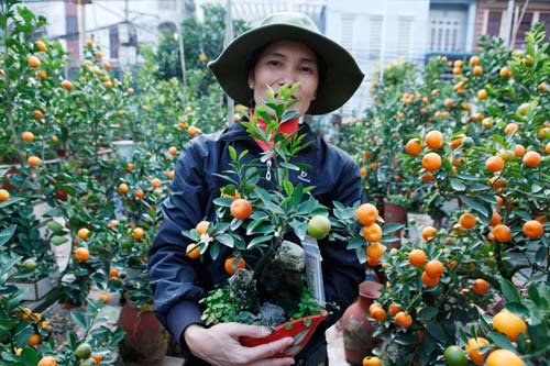 “diem mat” nhung cay canh bonsai hut tien dip tet at mui - 3