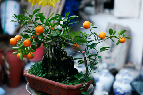 “diem mat” nhung cay canh bonsai hut tien dip tet at mui - 5