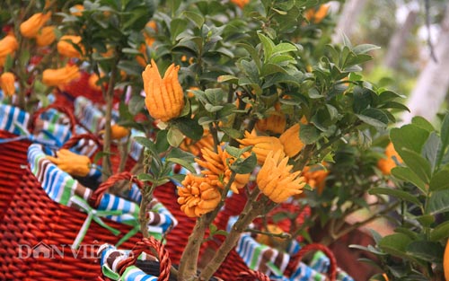 “diem mat” nhung cay canh bonsai hut tien dip tet at mui - 7