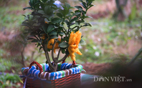 “diem mat” nhung cay canh bonsai hut tien dip tet at mui - 8