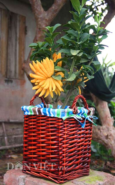 “diem mat” nhung cay canh bonsai hut tien dip tet at mui - 9