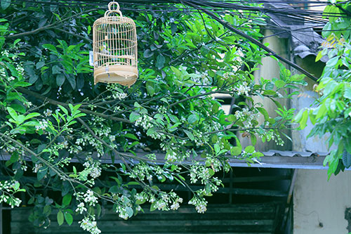 quyen ru huong buoi cuoi dong ha thanh - 1