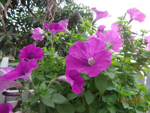 tinh yeu 'an hoa, ngu cung hoa' cua co giao quang ninh - 4
