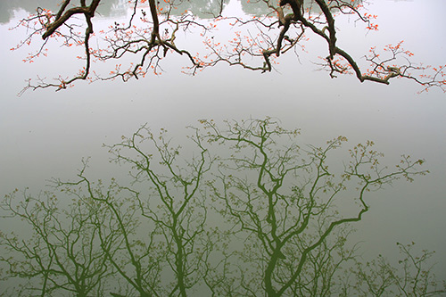 ha noi dep diu dang mua cay "tro la" - 3