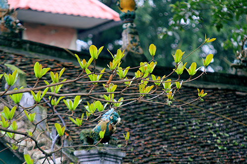 ha noi dep diu dang mua cay "tro la" - 16