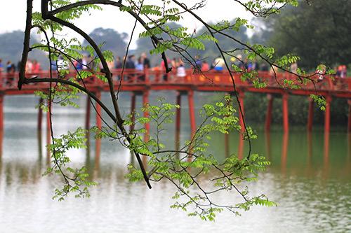 ha noi dep diu dang mua cay "tro la" - 12