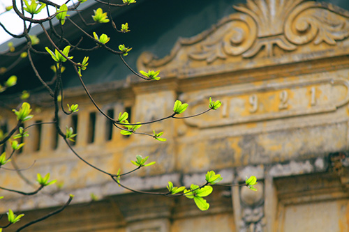 ha noi dep diu dang mua cay "tro la" - 14