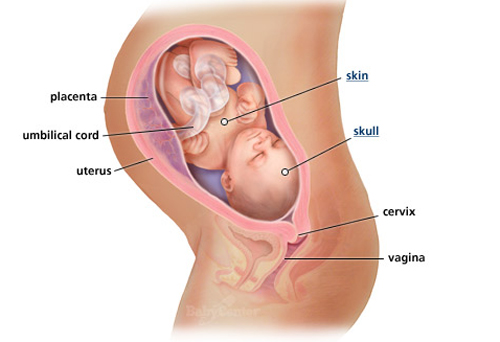 Sự phát triển của thai nhi tuần 32 - 1