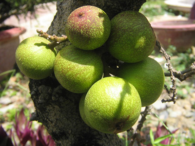 Quả sung chữa bệnh trĩ - 1