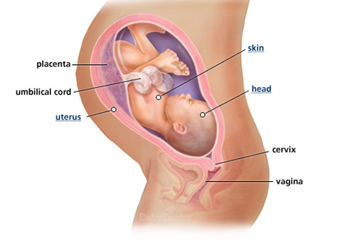 Sự phát triển của thai nhi tuần thứ 36 - 1
