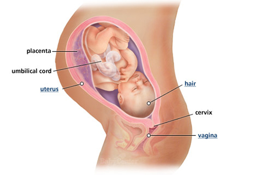Sự phát triển của thai nhi tuần 37 - 1