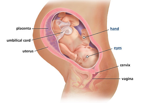Sự phát triển của thai nhi tuần 38 - 1