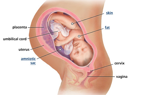 Sự phát triển của thai nhi tuần 39 - 1