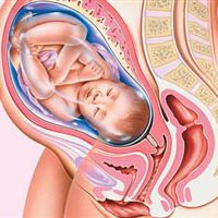 Sự phát triển của thai nhi tuần 39