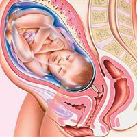 Sự phát triển của thai nhi tuần 40