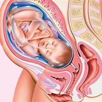 Sự phát triển của thai nhi tuần 41