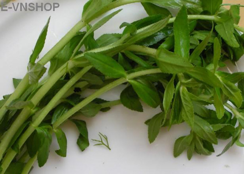 Các loại rau gia vị chữa bệnh - 2