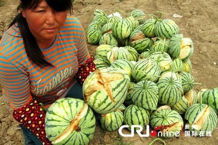 Dưa hấu phát nổ vì thuốc kích thích - 1