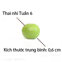 Sổ tay mang thai: Bé có tim thai rồi nhé! - 1