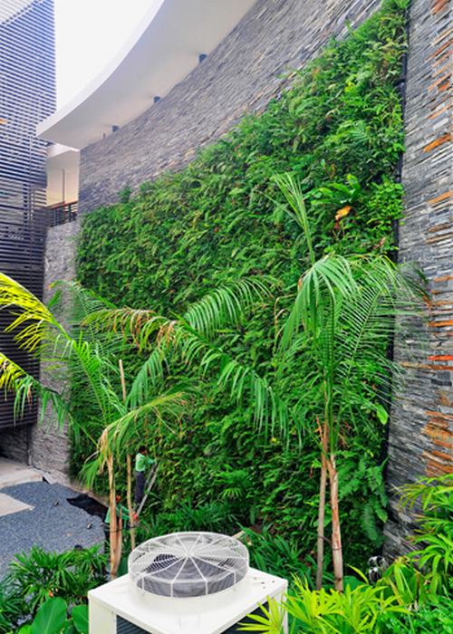 "Tuyệt chiêu" mát nhà: Trồng vườn lên tường - 5