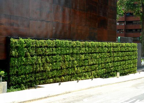 "Tuyệt chiêu" mát nhà: Trồng vườn lên tường - 10