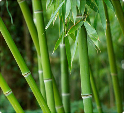 Mang tre vào nhà: Vừa mát vừa may - 1