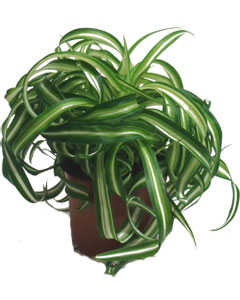 Phong thủy rước tài lộc cho người mệnh Hỏa - 7