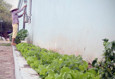 Những kiểu trồng rau sạch chỉ có ở Hà Nội - 6