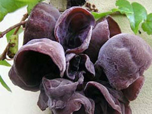 Mộc nhĩ đen chữa kinh nguyệt không đều - 1