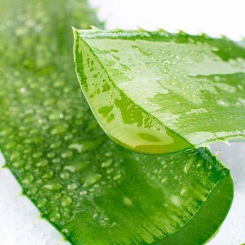 Mặt nạ tự nhiên trị tàn nhang - 2