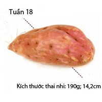 Sổ tay mang thai: Bé bằng củ khoai lang - 1
