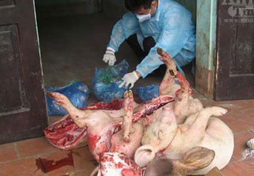 Xúc xích lúc nhúc giòi, thịt lợn chết thành ruốc - 2