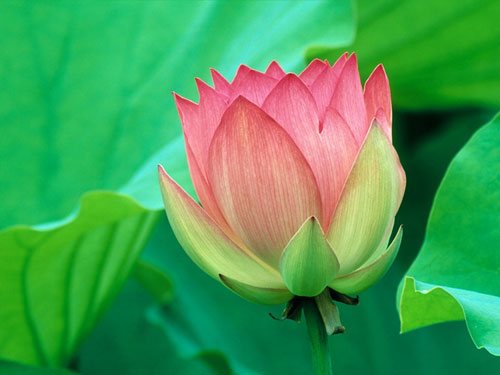 Ma Kết: Nhìn lại những gì mình có được - 1